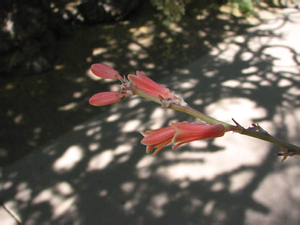 CactusGarden028