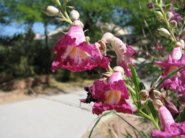 CactusGarden030