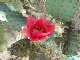 CactusFlower1