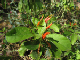 CactusGarden024