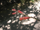 CactusGarden028