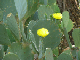 CactusGarden037