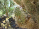 CactusNeedles