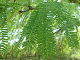 TreeLeaves